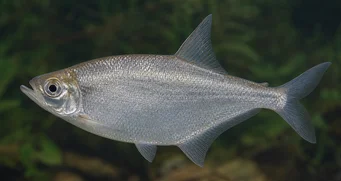 Triportheus angulatus Punctat