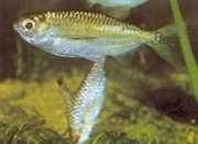 Triportheus pictus Tetra-slash de argint