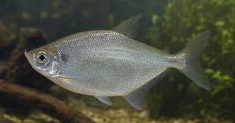 Triportheus rotundatus Tetra rotundă cu arbaletă