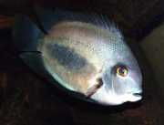 Uaru amphiacanthoides Uaru