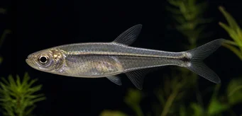 Xenagoniates bondi (Tetra de sticlă cu front auriu)