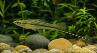 Xiphophorus montezumae (Suport pentru sabia Montezuma)