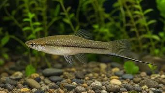 Xiphophorus neuzalanahotl (Sabie reperată)