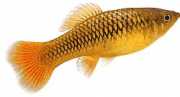 Xiphophorus variatus Papagal Platy