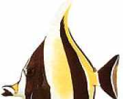 Zanclus canescens Felie