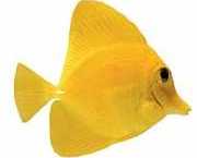 Zebrasoma flavescens Chirurg galben