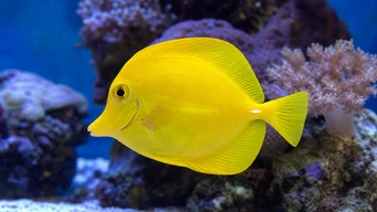 Zebrasoma flavescens (Chirurg galben)