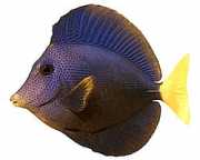 Zebrasoma xanthurum Galben -Tail Acanthure