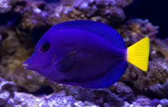Zebrasoma xanthurum Galben -Tail Acanthure
