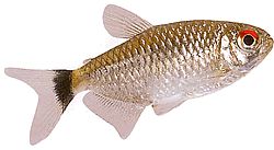 Moenkhausia oligolepis (Moenkhausia cu ochi roșii)