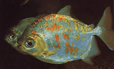 Myleus rubripinnis luna (Metynnis-lune cu cârlig roșu)