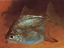 Myleus rubripinnis rubripinnis (Metynnis cu cârlig roșu)