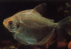 Mylossoma aureum (Pompano, Golden Pacou)