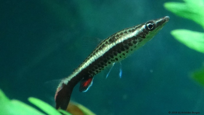 Nannobrycon eques (Creion)