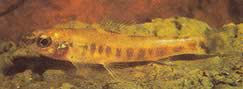 Nannocharax macropterus Tetra-flechete african cu aripioare mari