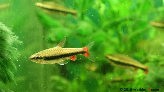 Nannostomus beckfordi aripirangensis