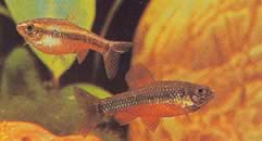 Neolebias ansorgii (Characin de Ansorge, Rouge du Camerun)