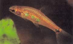 Neolebias powelli 3 taches