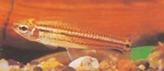 Neolebias trilineatus Characin african cu trei trupe