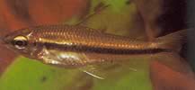 Neolebias unifasciatus Neolebias negru, characin african la o trupă