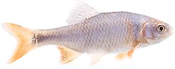 Notropis lutrensis (American IDE cu aripioare roșii)