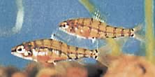 Odontocharacidium aphanes Afani Odontocharacidium