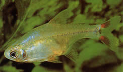 Odontostilbe piaba Tetra Piaba