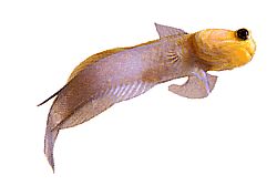 Opistognathus aurifrons Opistognathe la Front Doré