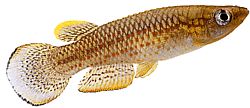 Pachypanchax playfairii