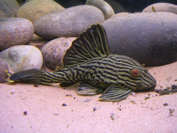 Panaque nigrolineatus (Panica regală)