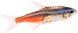 Paracheirodon innesi