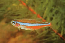 Paracheirodon simulans (Neon albastru)