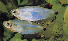 Paragoniates alburnus Tetra de sticlă albastră, tetra-pasca