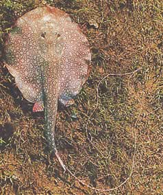 Paratrygon orbicularis Linie orbiculară