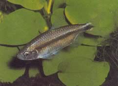 Petersius conserialis Petersius consecialis