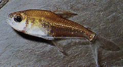 Phenacogaster megalostictus (Tetra de sticlă mare)