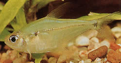 Phenacogaster pectinatus Pectinatus, trupa de aur tetra