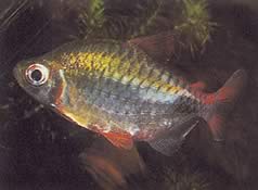 Phenacogrammus altus (Înalt Congo Tetra)