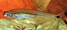 Piabucus dentatus (Tetra Piabuco Denté)