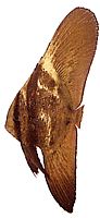 Platax orbicularis (Pește de liliac orbicular)