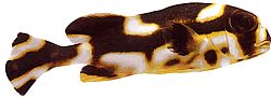 Plectorhynchus orientalis