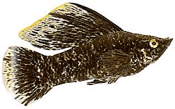 Poecilia latipinna (Veilul Molly)