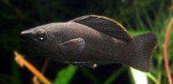 Poecilia sphenops