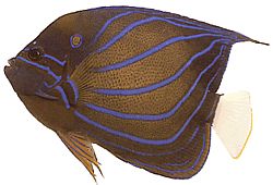 Pomacanthus annularis (Pește inelar)