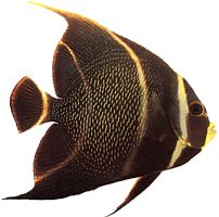 Pomacanthus paru