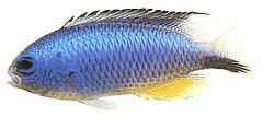 Pomacentrus alleni