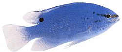 Pomacentrus caeruleus