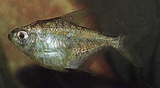 Poptella longipinnis (Aripioare lungi Tetra)
