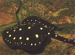 Potamotrygon henlei (Linia de foc)