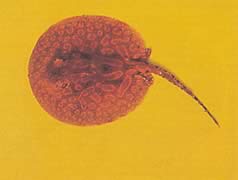 Potamotrygon laticeps (Réie à aiguillon comun)
